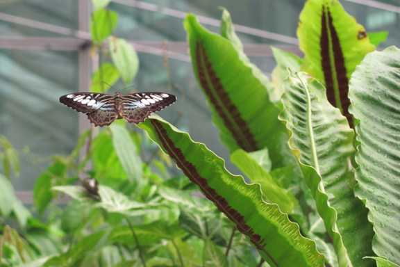 Butterfly Garden